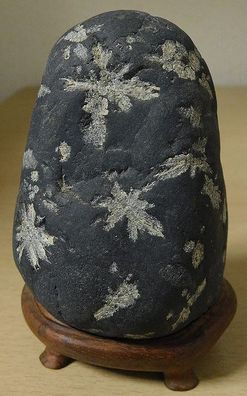 4396 姉川真黒石 ウブ  横33(cm) 13.58kg 瀬田川石水石自然石盆石